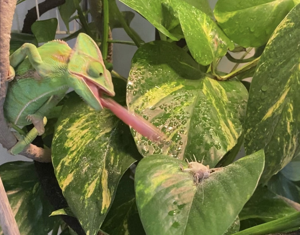 カメレオン飼育は難しい は本当か ４つのポイントさえ押さえれば大丈夫 Ryu Blog